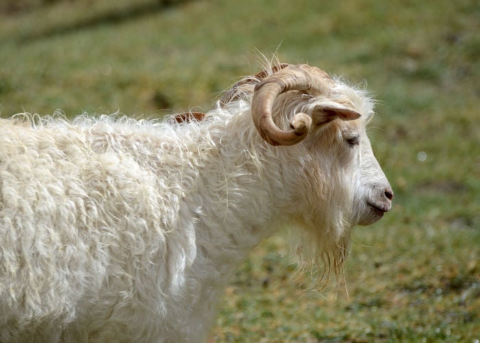 Australian Cashmere Goat