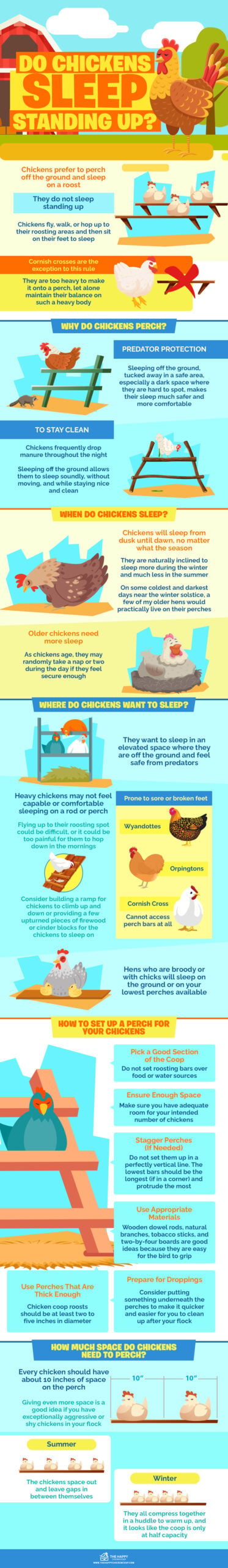 Do Chickens Sleep Standing Up Infographics