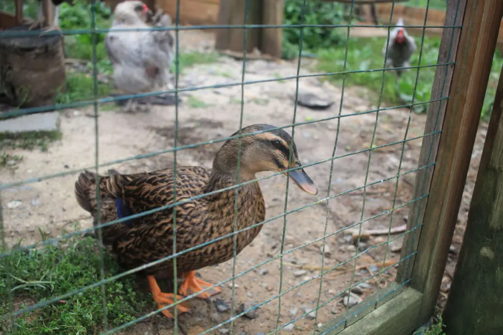 How Do You Protect Free Range Ducks From Predators?