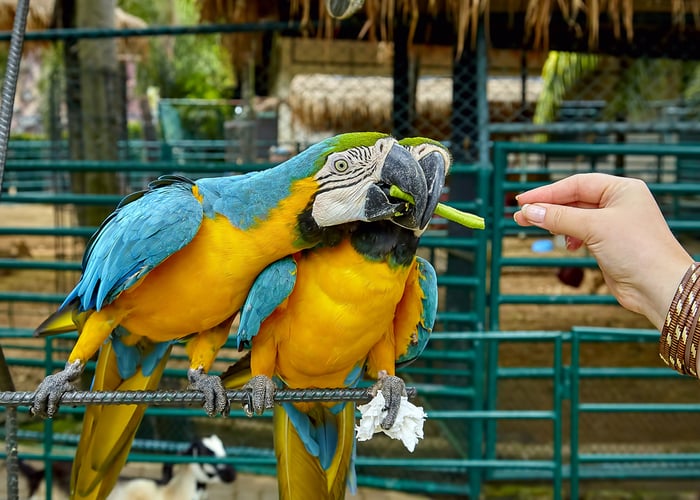 Fruits and vegetables for birds