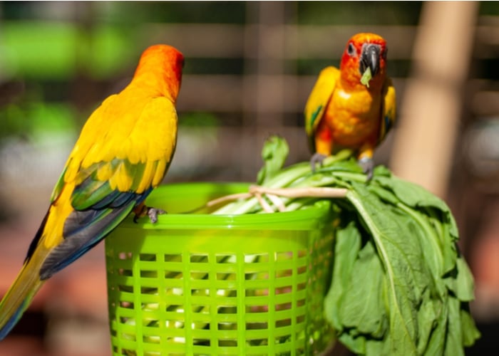Fruits and vegetables for birds - lettuce