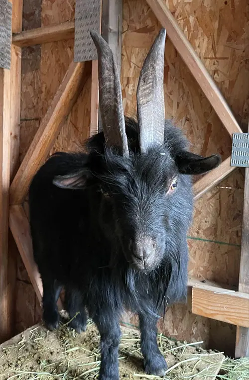 Nasal Bot Flies - Backyard Goats