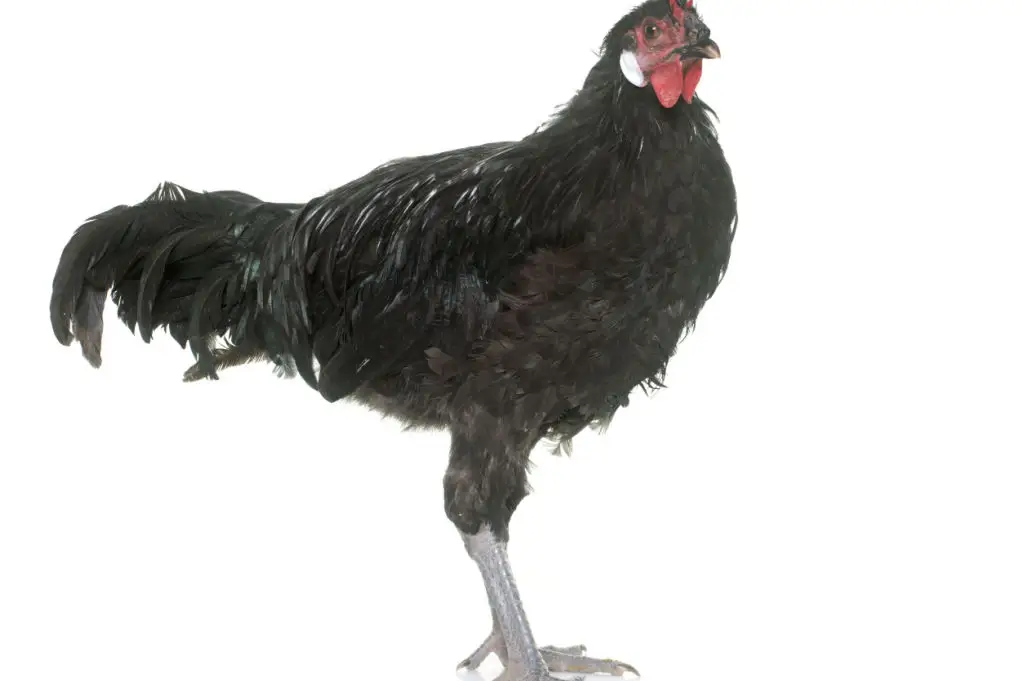 La Fleche Chicken rarest chicken breeds