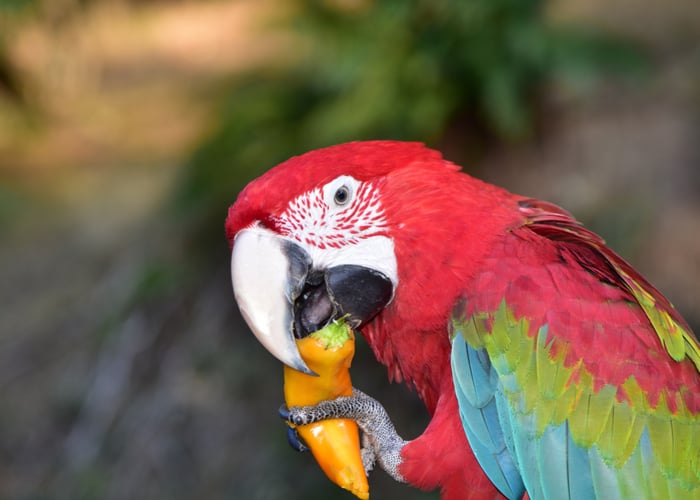Parrot eating bell pepper