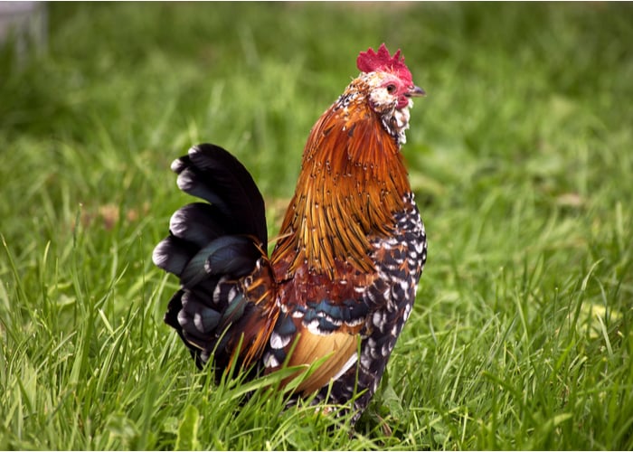 Small chicken breeds- Barbu D’Uccles