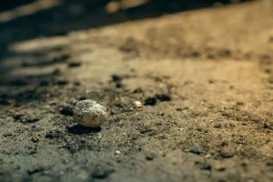 What Is The Deep Litter Method?