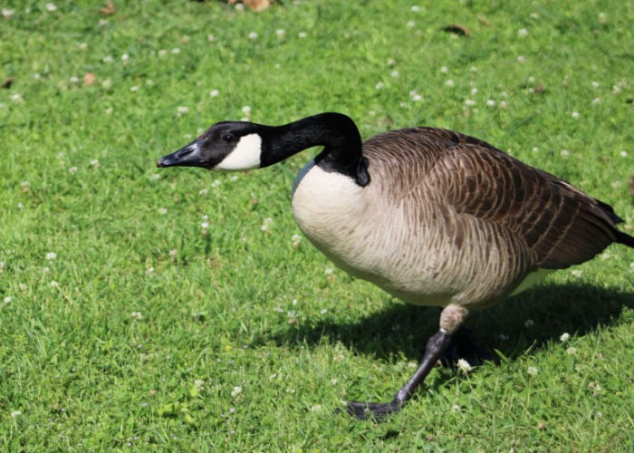 15 Ways to Deal with Aggressive Ducks - The Happy Chicken Coop