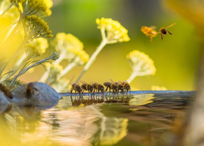 attract bees to your garden with water