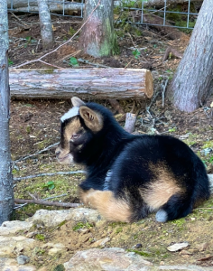 baby goats to deworm