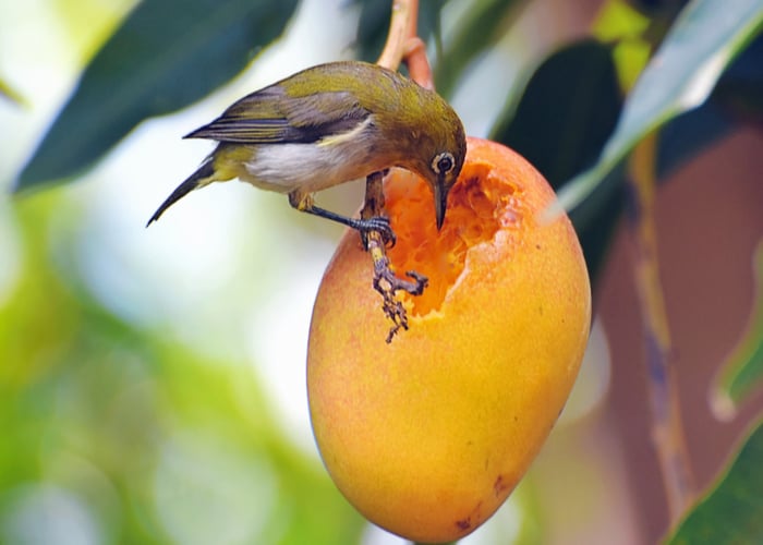 What fruit is safe for birds: Mango