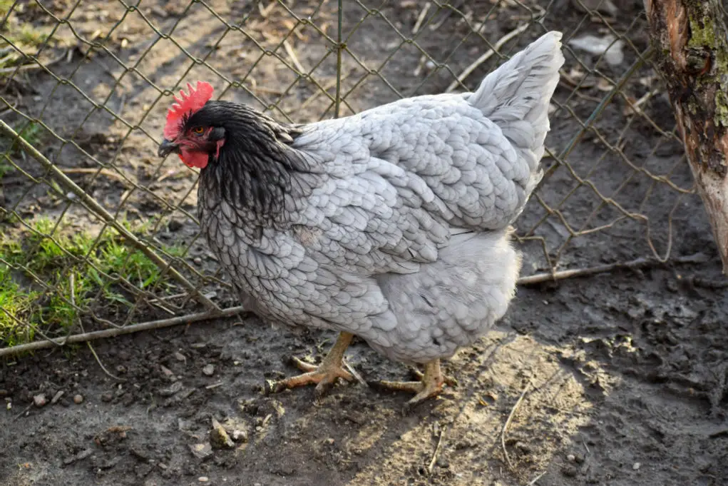 best mixed chicken breeds blue plymouth rock chicken