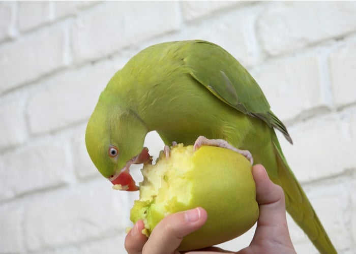 birds eat fruit like apple