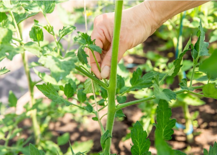 can chickens eat tomato plants' leaves