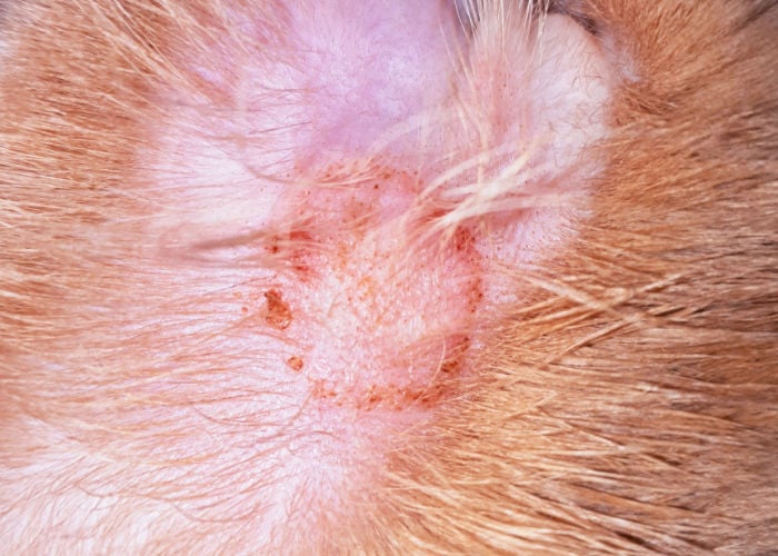 dandruff in goats and ringworms