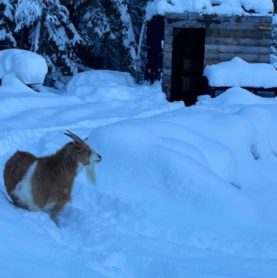 How To Cure Goat Dandruff The Happy Chicken Coop