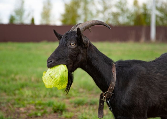 diarrhea in baby goats eating too much