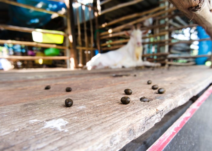diarrhea in baby goats poop