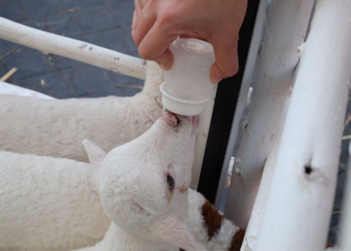 diarrhea in baby goats with formula bottle
