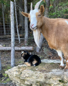 diarrhea in baby goats with mother goat