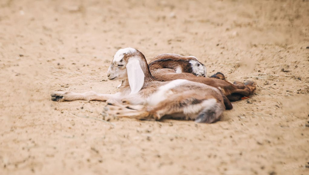 diarrhea in baby goats