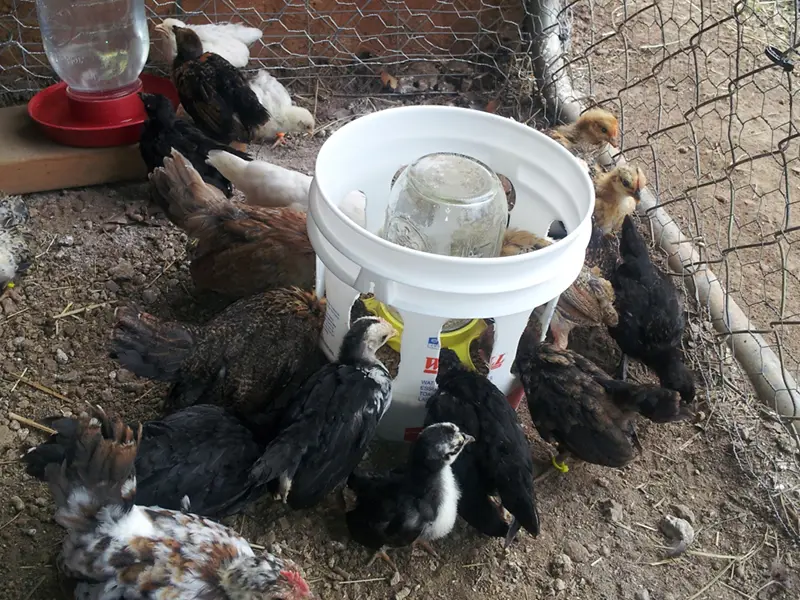 diy no waste chicken feeder with bucket