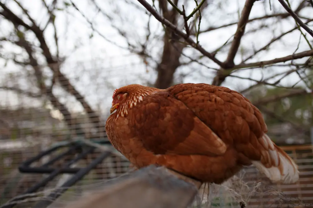 do chickens sleep standing up chicken on perch