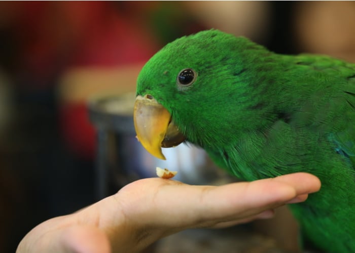 feeding fruits and vegetables to birds