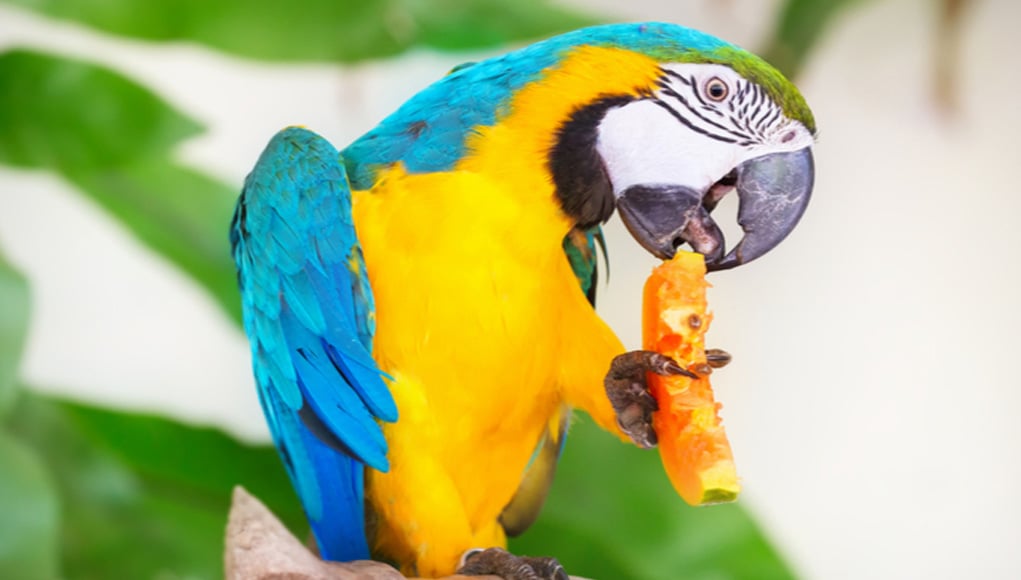 Can Parrots Eat Plums? Discover the Benefits and Risks!