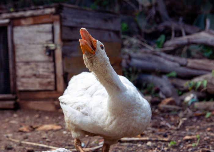 how aggressive ducks behave