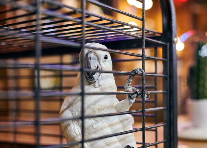 how long to quarantine a new bird