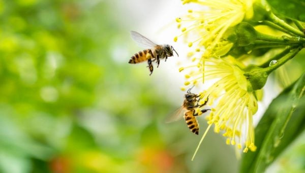 19 Ways on How to Attract Bees to Your Garden - The Happy Chicken Coop