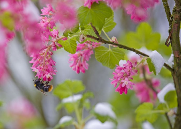how to attract bees to your garden in winter