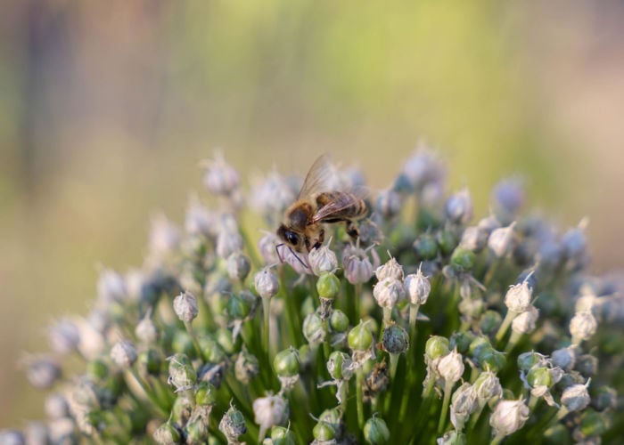 how to attract bees to your garden with native plants
