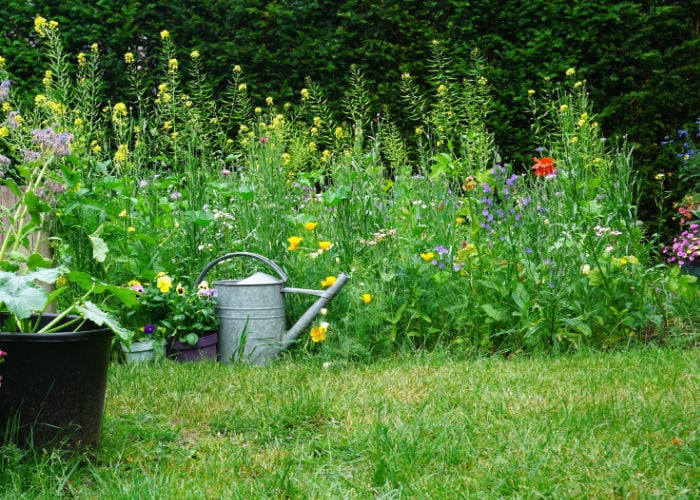 how to attract bees to your garden with natural shrubs