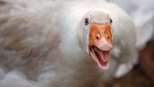 how to deal with aggressive ducks