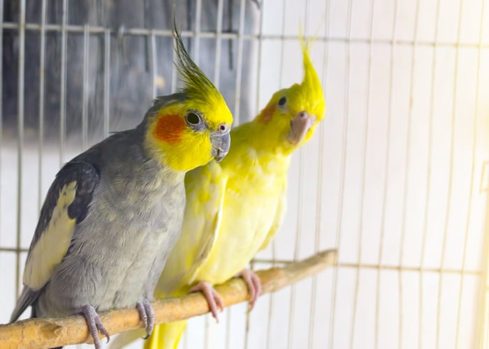 how to quarantine birds