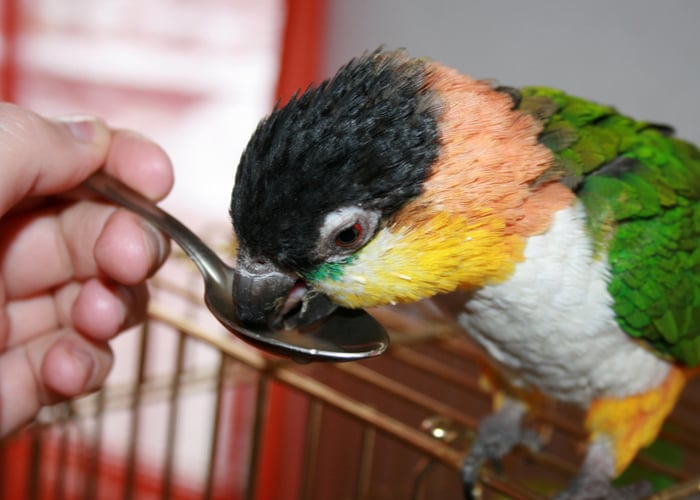 how to quarantine pet birds and care for them