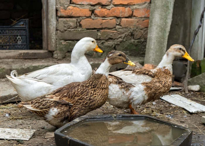 how to take care of a duck