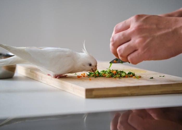 Feeding tips - fruits and vegetables for birds