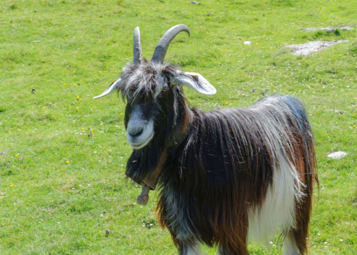 pyrenean goat long haired goat breeds