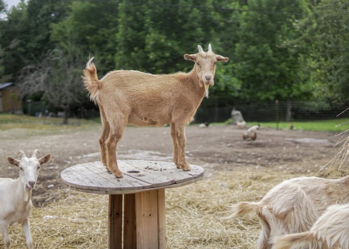 Goat show for kids with a blue haired girl participant - wide 7