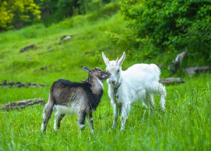 small goat breeds for pets- Mini Saanen