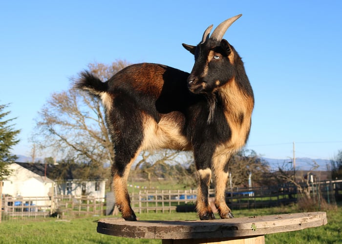 small goat breeds for pets - Nigerian Dwarf