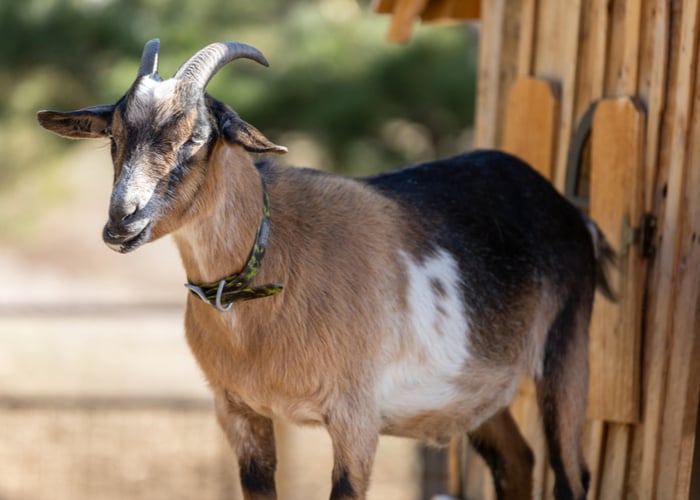 Alpine Goats Overview And Characteristics The Happy Chicken Coop alpine-goats-overview-and-characteristics-the-happy-chicken-coop
