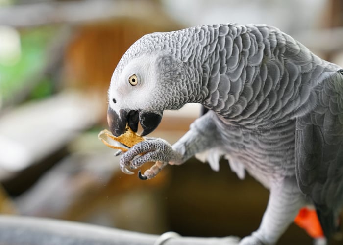 toxic fruits and veggies for birds