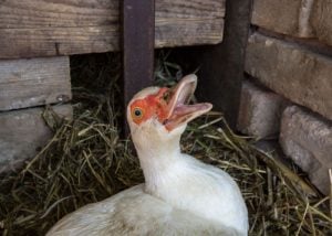 aggressive duck for territorial defense