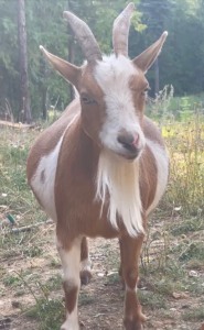 worming adult goats