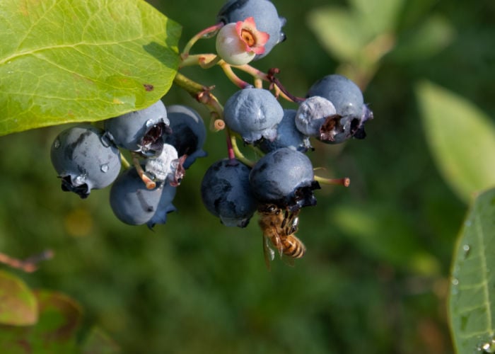 Bees for Your Garden blueberry bees