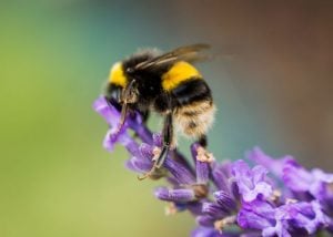 Bees for Your Garden bumblebee