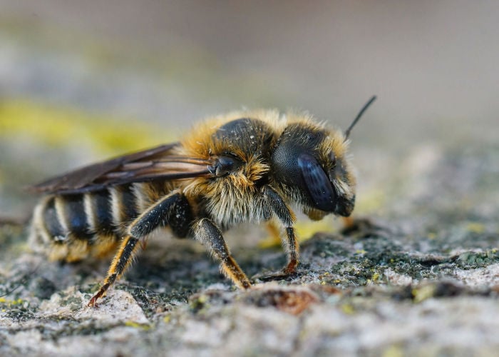 Bees for Your Garden mason bees